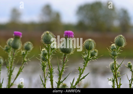 Die Bulle Thistle Cirsium vulgare Rosette Bilder Bilder Fotos Fotos Nahaufnahme große hohe Auflösung horizontal in den USA hohe Auflösung in den USA hohe Auflösung Stockfoto