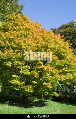 Acer-Strauch im Herbst/Herbst, zündeten Arboretum, Gloucestershire, Großbritannien Stockfoto