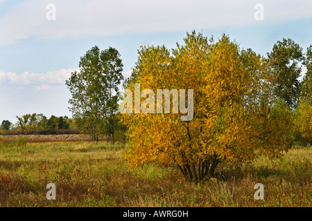 Herbstfarben Landschaft mit Laubbäumen im Park Ohio amerikanisch niemand niemand horizontal ländlich Ohio in den USA Hi-res Stockfoto