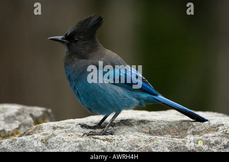 Steller's Jay, Cyanocitta stelleri Stockfoto