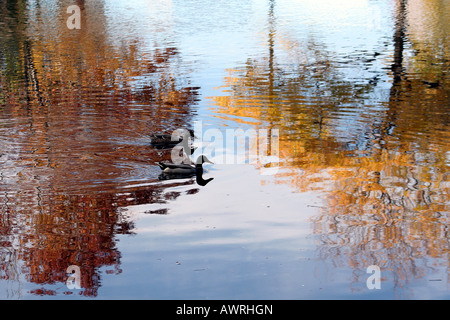 Herbst auf der Esplanade Charles River in Boston, Massachusetts Stockfoto