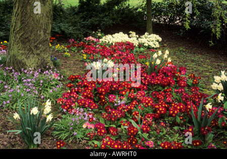 Frühlingsgartenblumen, Narzissen, in einer Gartenumgebung mit Salbei im