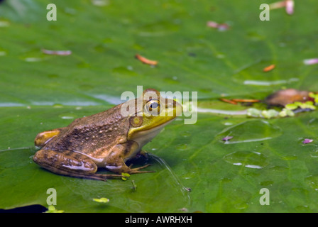 Amerikanischer Ochsenfrosch sitzen auf ein Seerosenblatt im Bundesstaat New York Stockfoto