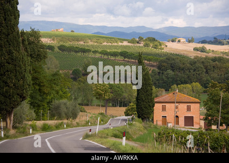 Straße schlängelt sich durch Trauben Weinberge in der Toskana zwischen Cortona und Valiano Italien Stockfoto