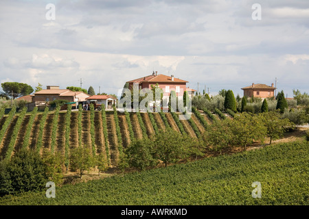 Traube Weingarten und Olivenbäumen in der Toskana in der Nähe von Montepulciano Italien Stockfoto