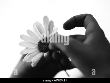 Hände ziehen Blütenblätter von Blumen, Nahaufnahme, b&w. Stockfoto