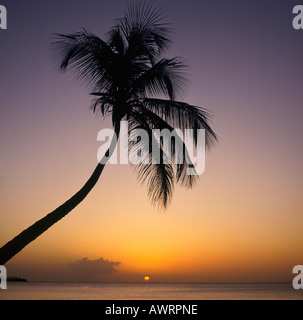 Sonnenuntergang und dunkle Silhouette einer Palme im Vordergrund vom Strand am Grand Anse Grenada Insel Karibik West Indies Stockfoto