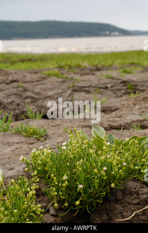 Mehr Meer Spörgel, Spergularia media Stockfoto