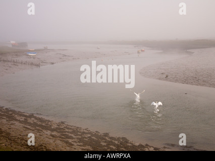 Eine unheimliche Szene zwei weiße Schwäne nur Ausziehen aus einem Fluss bei Velator Braunton Pille Devon England in Nebel gehüllt Stockfoto