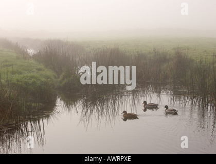 Eine unheimliche Szene drei Enten schwimmen gerne im Stream auf nebligen Braunton Burrows North Devon England Stockfoto