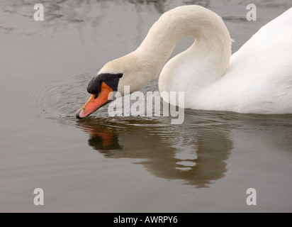 Nahaufnahme Seitenansicht des wunderschönen majestätischen weißen Oberkörper Schwan schwimmt auf Wasser auf Braunton Burrows Devon England Stockfoto