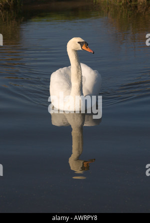 Nahaufnahme der schöne majestätische Schnee weißen Schwan auf dem Wasser schwimmen in Richtung der Kamera an der Braunton Burrows Devon in England Stockfoto