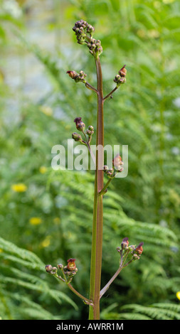 Wasser Braunwurz, Scrophularia auriculata Stockfoto