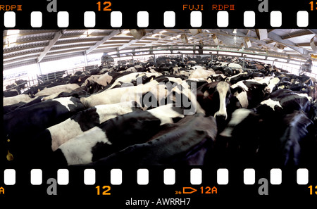 Film-Streifen Bild einer großen modernster Dairy Farm außerhalb von Phoenix, AZ. Stockfoto
