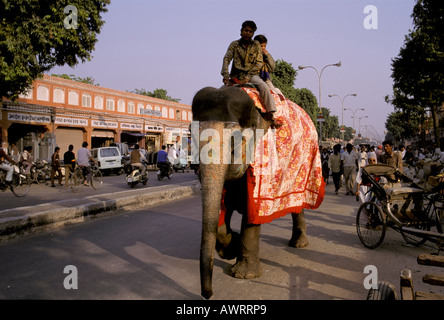 Straßenszene mit Elefant, Söhne Reiten auf einem Elefanten, Jaipur, Rajasthan, Indien Stockfoto