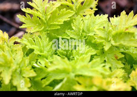 DAS MUTTERKRAUT TANACETUM PARTHENIUM AUREUM GOLDEN Stockfoto