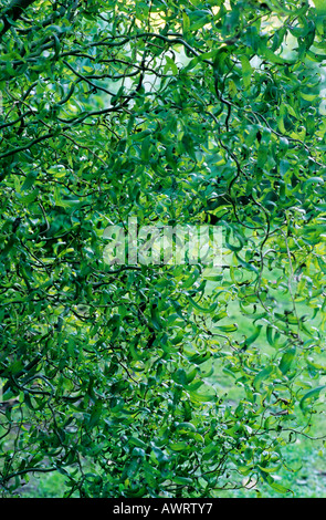 Salix Babylonica var. Pekinensis 'Tortuosa', Weide, Weiden Garten Pflanze Bäume Stockfoto