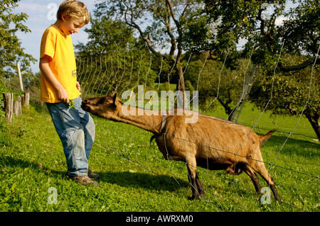 Neun Jahre alten Jungen ist eine Ziege frisches Gras füttern. Stockfoto