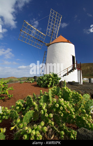 WINDMÜHLE Lanzarote Jardin de Cactus, Kaktusgarten mit Windmühle in Guatiza, Lanzarote Kanarische Inseln Spanien Stockfoto