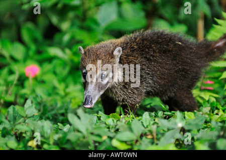 White-gerochene Nasenbär (Nasua Narica), Costa Rica, Mittelamerika Stockfoto