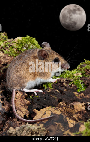 Waldmaus Long-tailed Feldmaus Apodemus sylvat Stockfoto