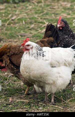 Freilaufenden Hühnern [Gallus Domesticus] Stockfoto