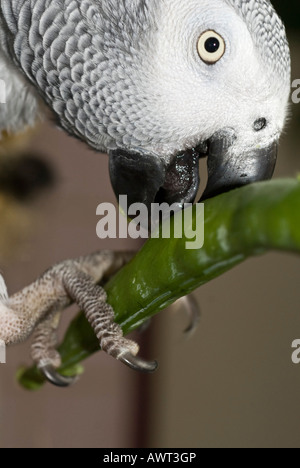 Afrikanischen grau Papageien Psittacus Erithacus erithacus Stockfoto