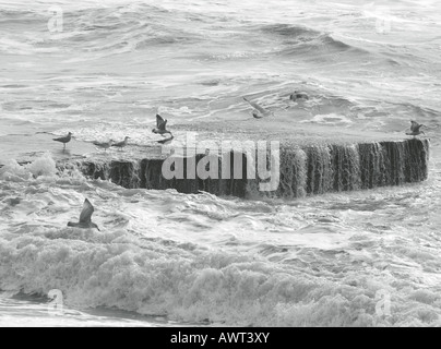 "Möwen Angeln und ruht auf einem Felsvorsprung bei stürmischem Wetter in der Nähe von Seaford Kopf" Stockfoto