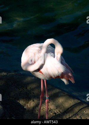 Captive Rosaflamingo (Phoenicopterus Ruber Roseus) Stockfoto