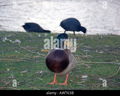 Drake Mallard (Anas Platyrhynchos) und Blässhühner (Fulica Atra), Mijas, Costa Del Sol, Spanien, Europa, Stockfoto