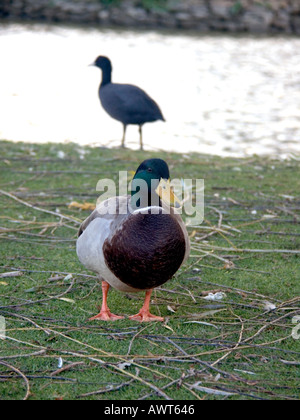 Drake Mallard (Anas Platyrhynchos) und Blässhuhn (Fulica Atra), Mijas, Costa Del Sol, Spanien, Europa, Stockfoto