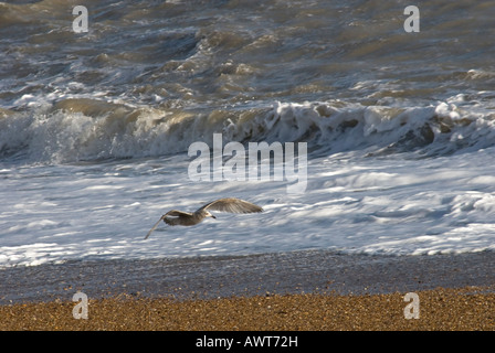 Gemeinsamen Gull Larus Canus fliegen Küste Stockfoto