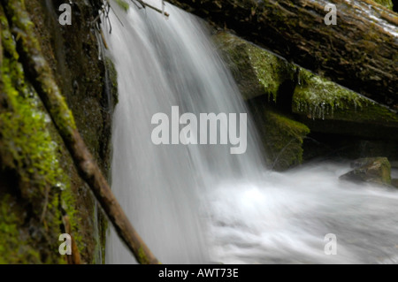 Wasser über einen kleinen Wasserfall auf einem kristallklaren Strom eingerahmt von bemoosten Felsen und Protokoll Stockfoto