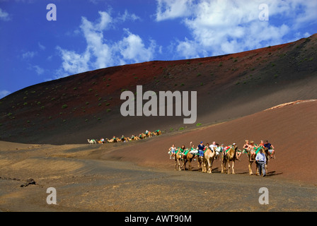 TIMANFAYA Kamel Zug trek trekking Lanzarote mit Touristen im Nationalpark Timanfaya Lanzarote Kanarische Inseln Spanien Stockfoto