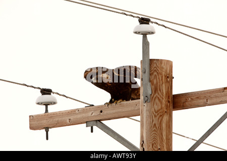 Steinadler thront auf Elektromasten Stockfoto