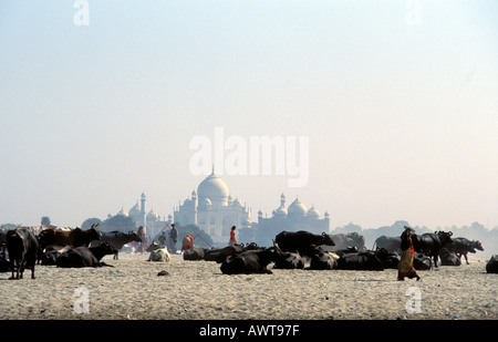 Agra Indien Taj Mahal Stockfoto