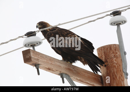 Steinadler thront auf Elektromasten Stockfoto