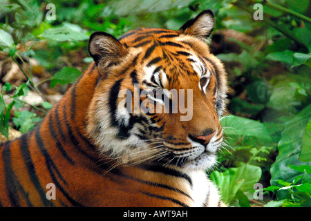 Laos Luang Prabang Bezirk Tat Kuang Si verwaiste tiger Stockfoto