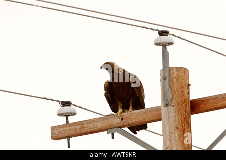 Steinadler thront auf Elektromasten Stockfoto