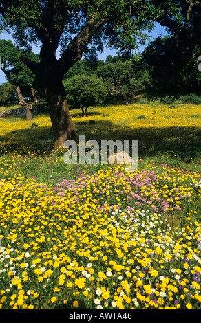 Landschaft, die gelbe Wildblumen und Korkeichen, Andalusien, Spanien. Stockfoto