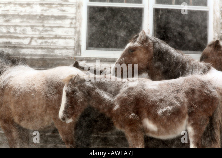 Pferde im winter Stockfoto