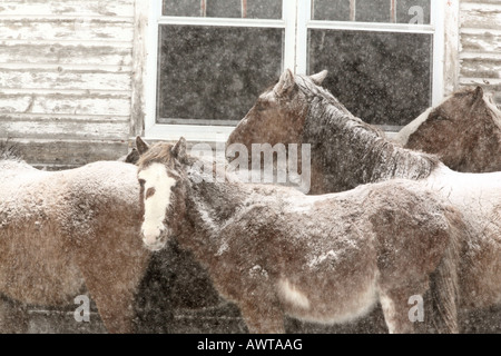 Pferde im Winter Schnee-Sturm Stockfoto