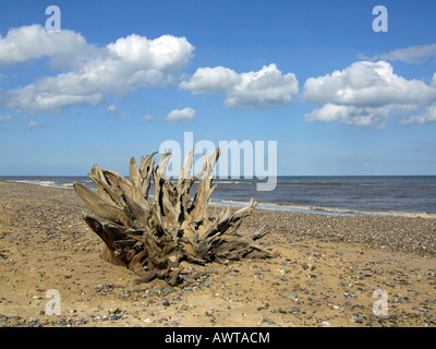 Baumstumpf am Strand von Benacre in Suffolk, England, UK Stockfoto