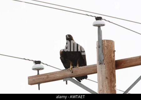 Steinadler thront auf Elektromasten Stockfoto