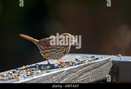 Song sparrow Stockfoto