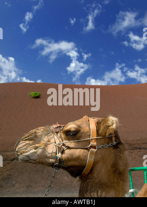 Kamel in Timanfaya Nationalpark Timanfaya, mit Roter Vulkan und vulkanischen picon Boden hinter sich. Lanzarote, Kanarische Inseln, Spanien Stockfoto