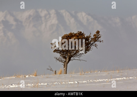 Einsamer Baum auf Wind geblasen High Plains Stockfoto