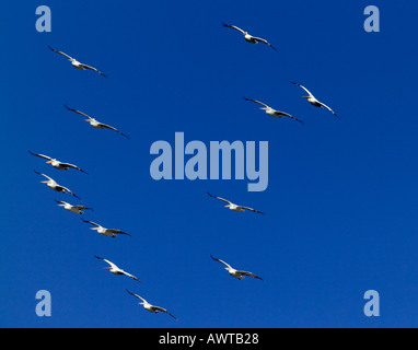 Dalmatinische Pelikane Pelicanus Crispus Migration von Bulgarien Stockfoto
