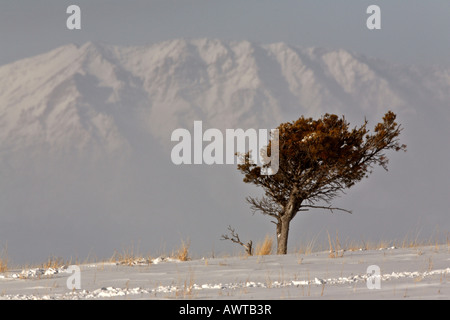 Einsamer Baum auf Wind geblasen High Plains Stockfoto