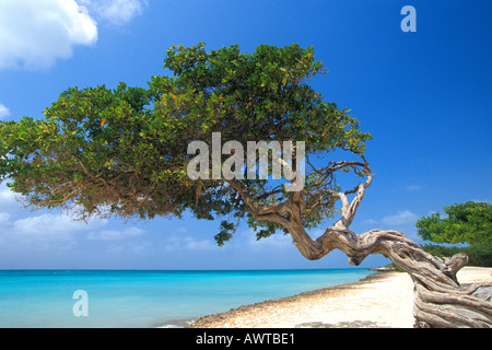 Karibik Aruba Beach Divi Divi Baum Seitenansicht mit Mineralwasser im Hintergrund blauer Himmel Stockfoto